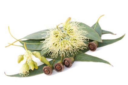 HE EUCALYPTUS RADIE BIO