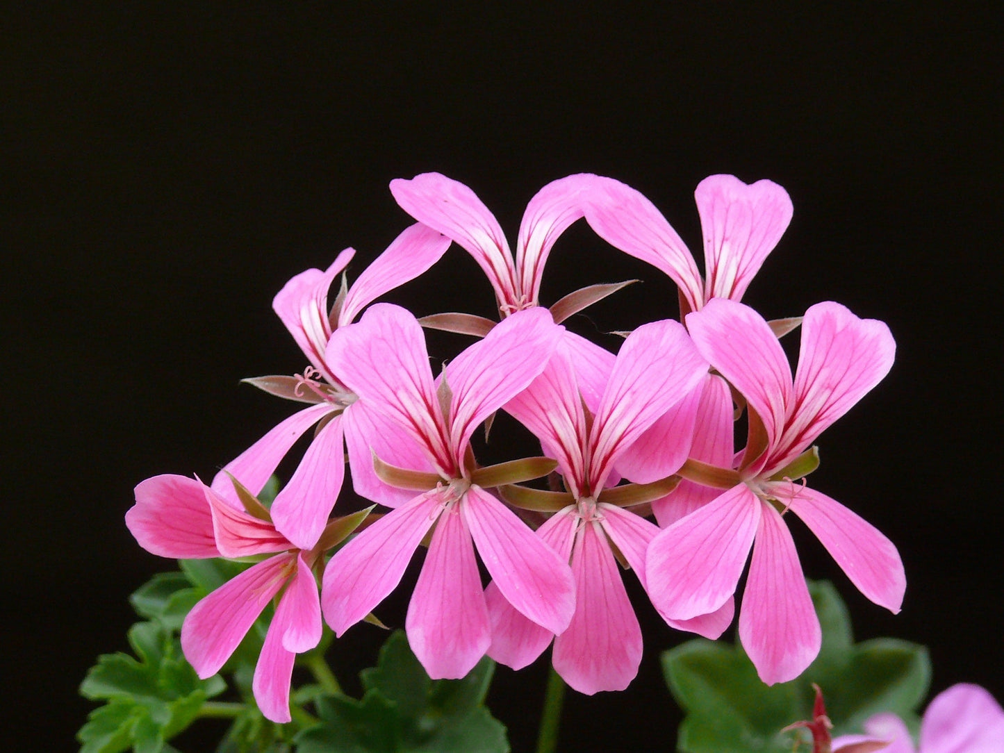 HE GERANIUM BIO