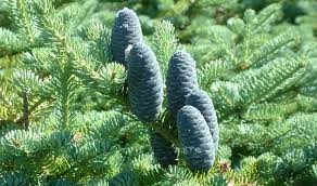 HE SAPIN BAUMIER BIO