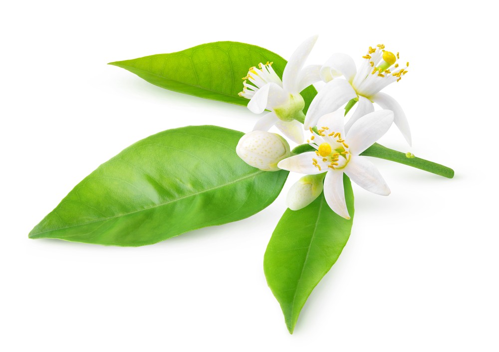 HE NEROLI