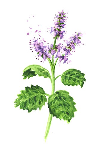 HE PATCHOULI BIO