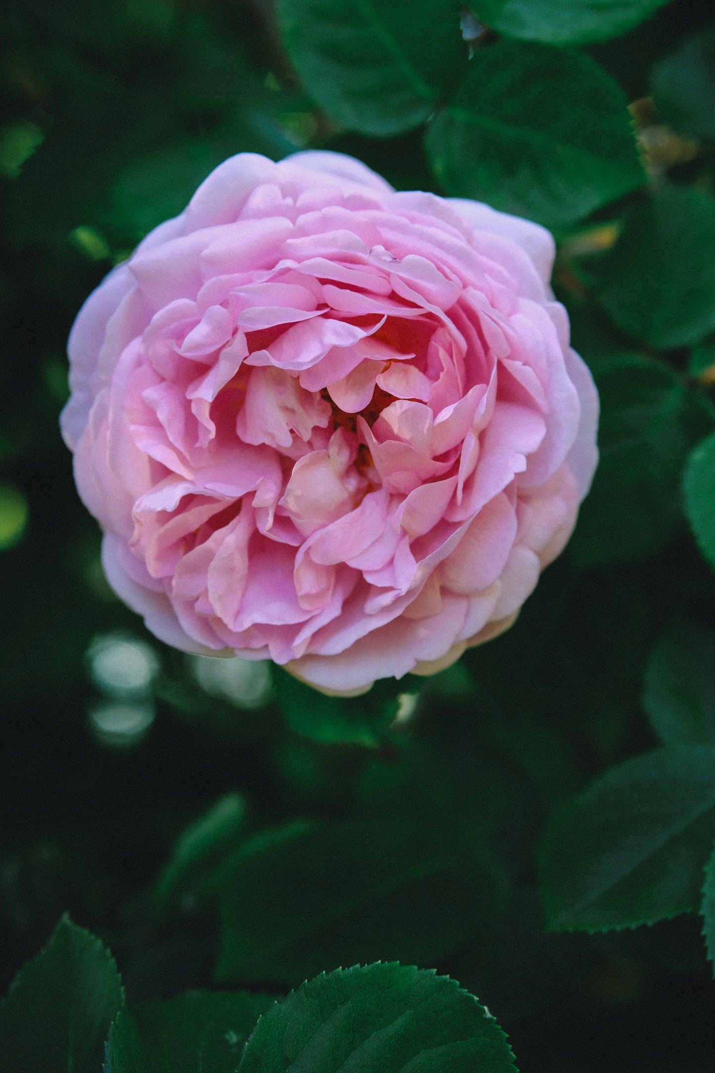 HY ROSE BIO