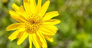 HV ARNICA BIO