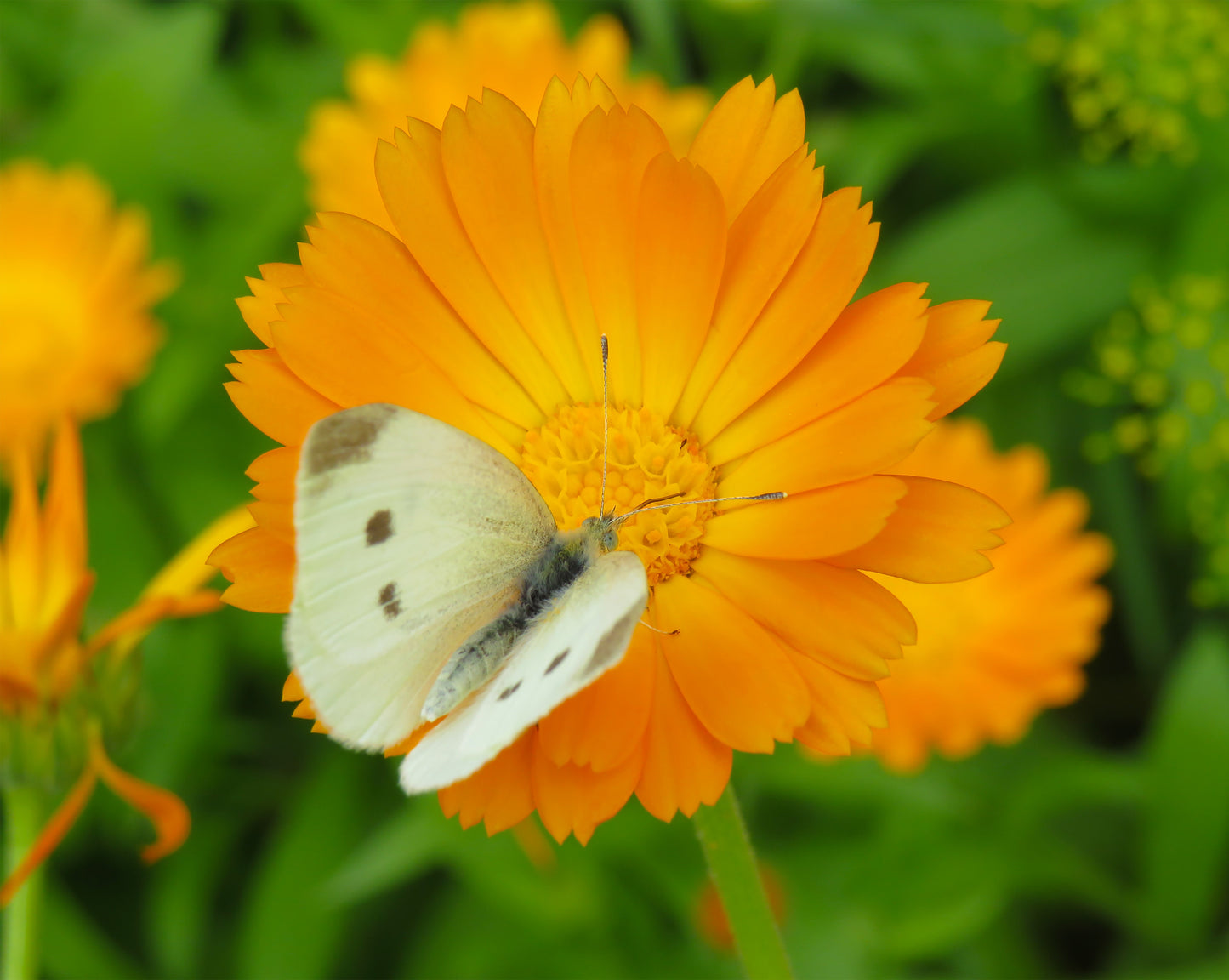 HV CALENDULA BIO
