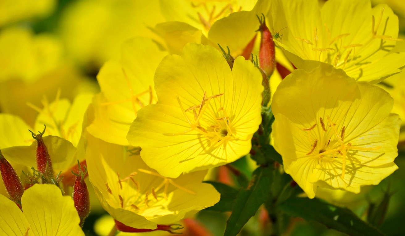HV ONAGRE BIO