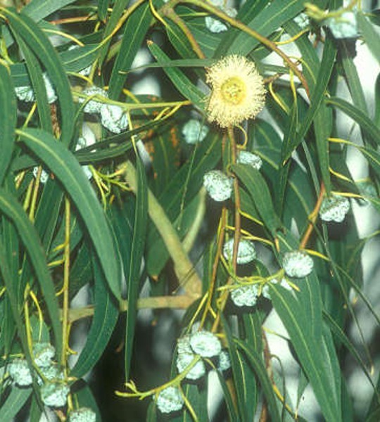 HE EUCALYPTUS CITRONNE BIO