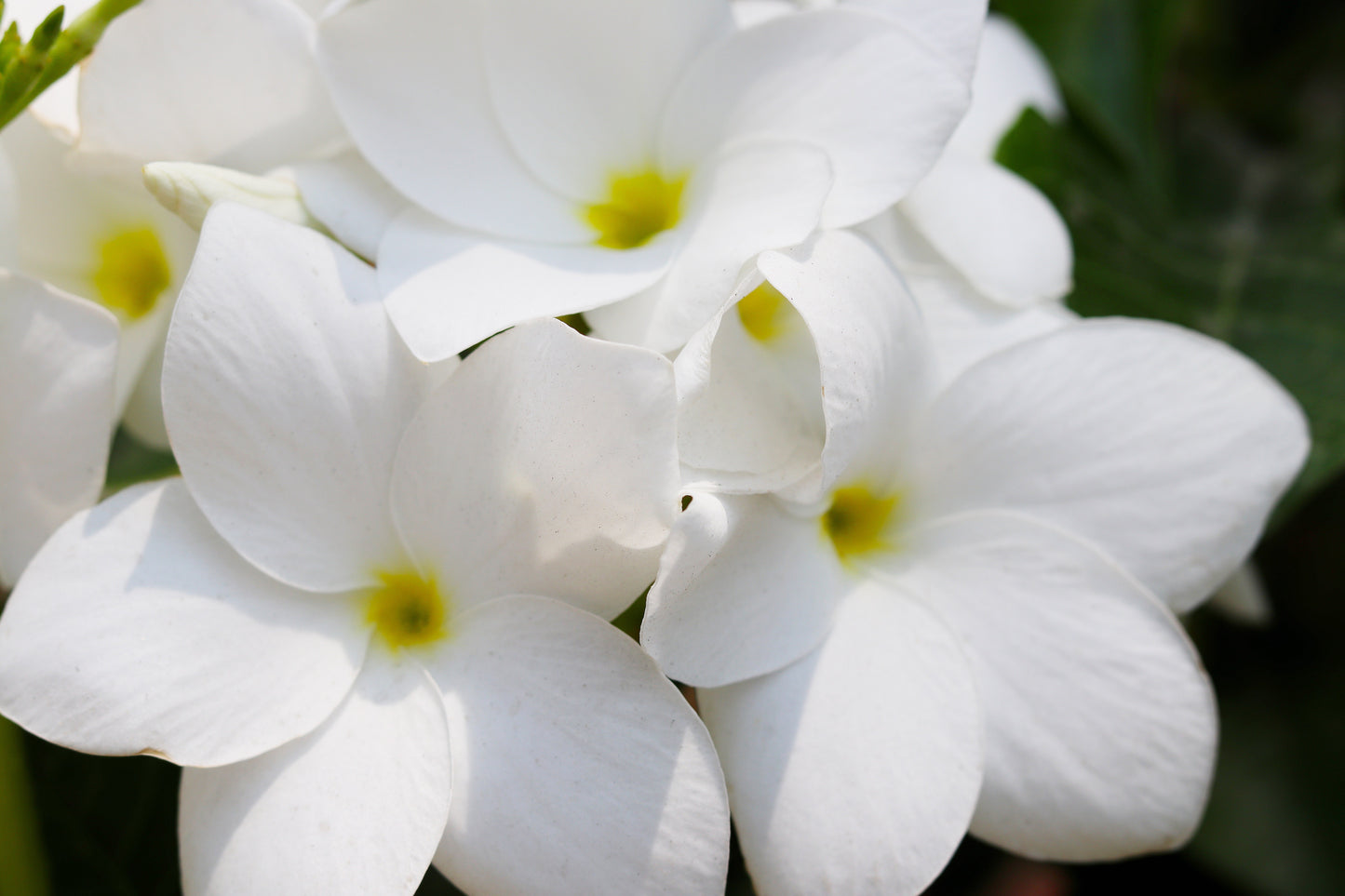 HE JASMIN