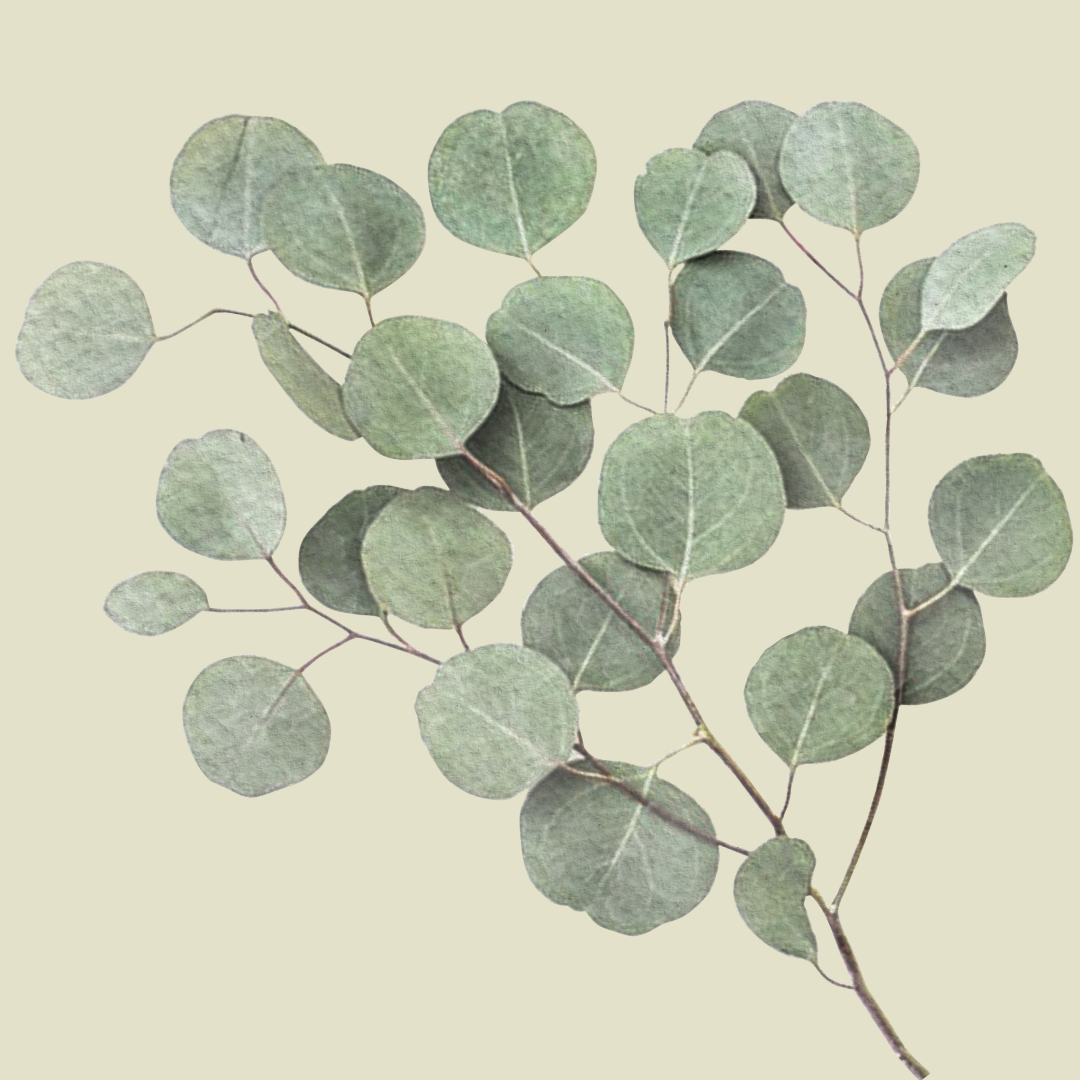 HE EUCALYPTUS GLOBULUS BIO