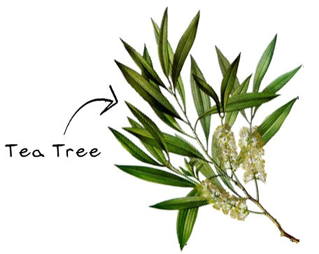 HE TEA TREE BIO