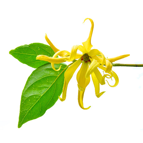 HE YLANG YLANG BIO