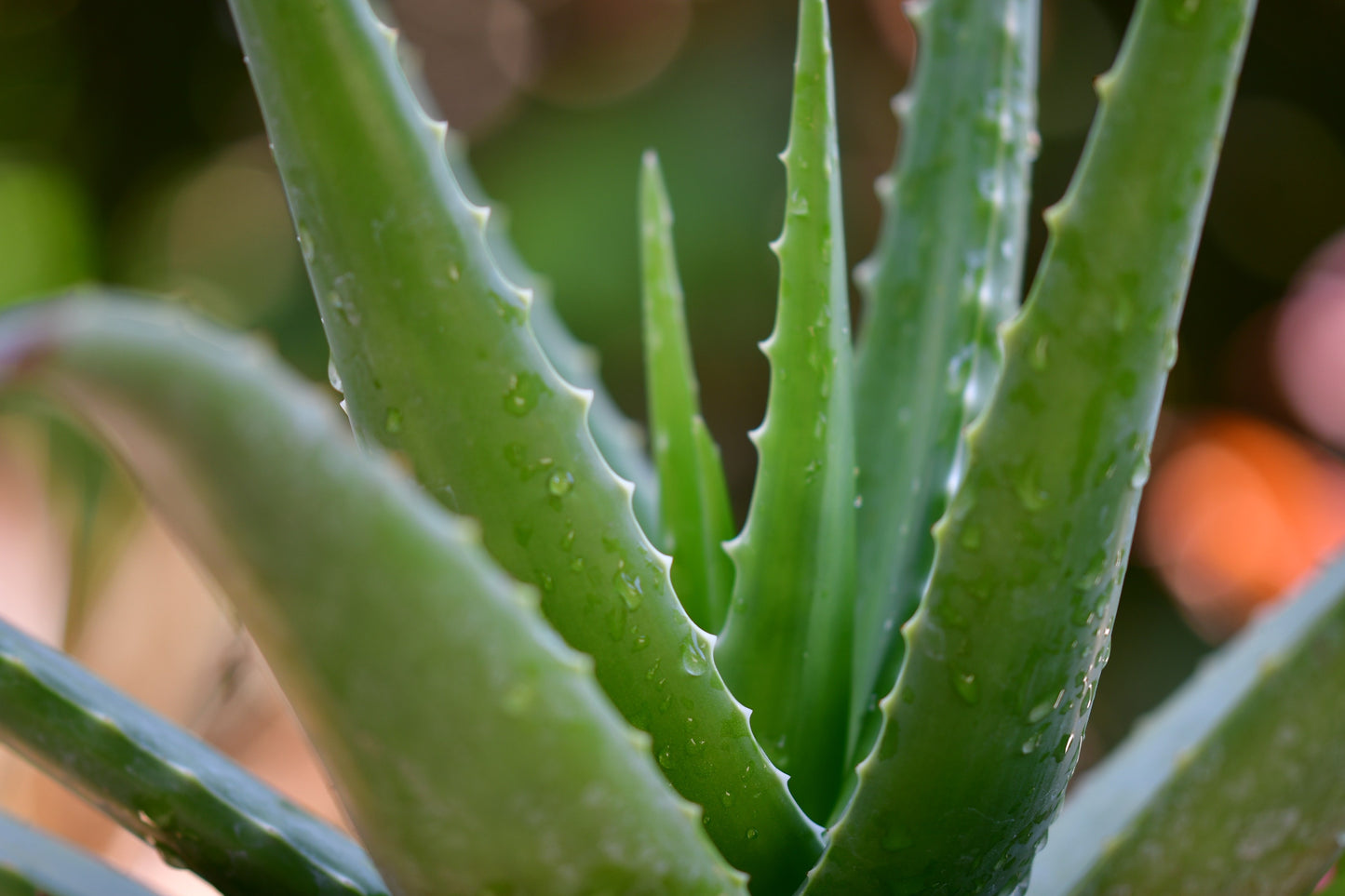 BAUME REPARATEUR A L'ALOE VERA 50%