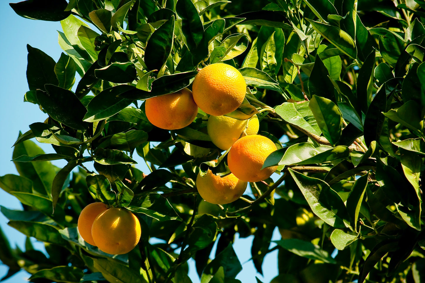 HE PETIT GRAIN BIGARADE MANDARINE BIO