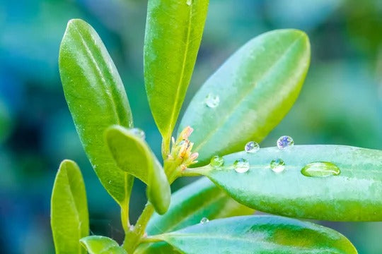 HE RAVENTSARE AROMATIQUE BIO